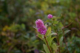 Image of willowleaf meadowsweet