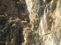 Image of Himalayan brown bear