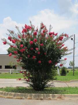 Image of Crape myrtle