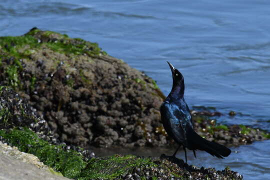 Image of Boat-tailed Grackle