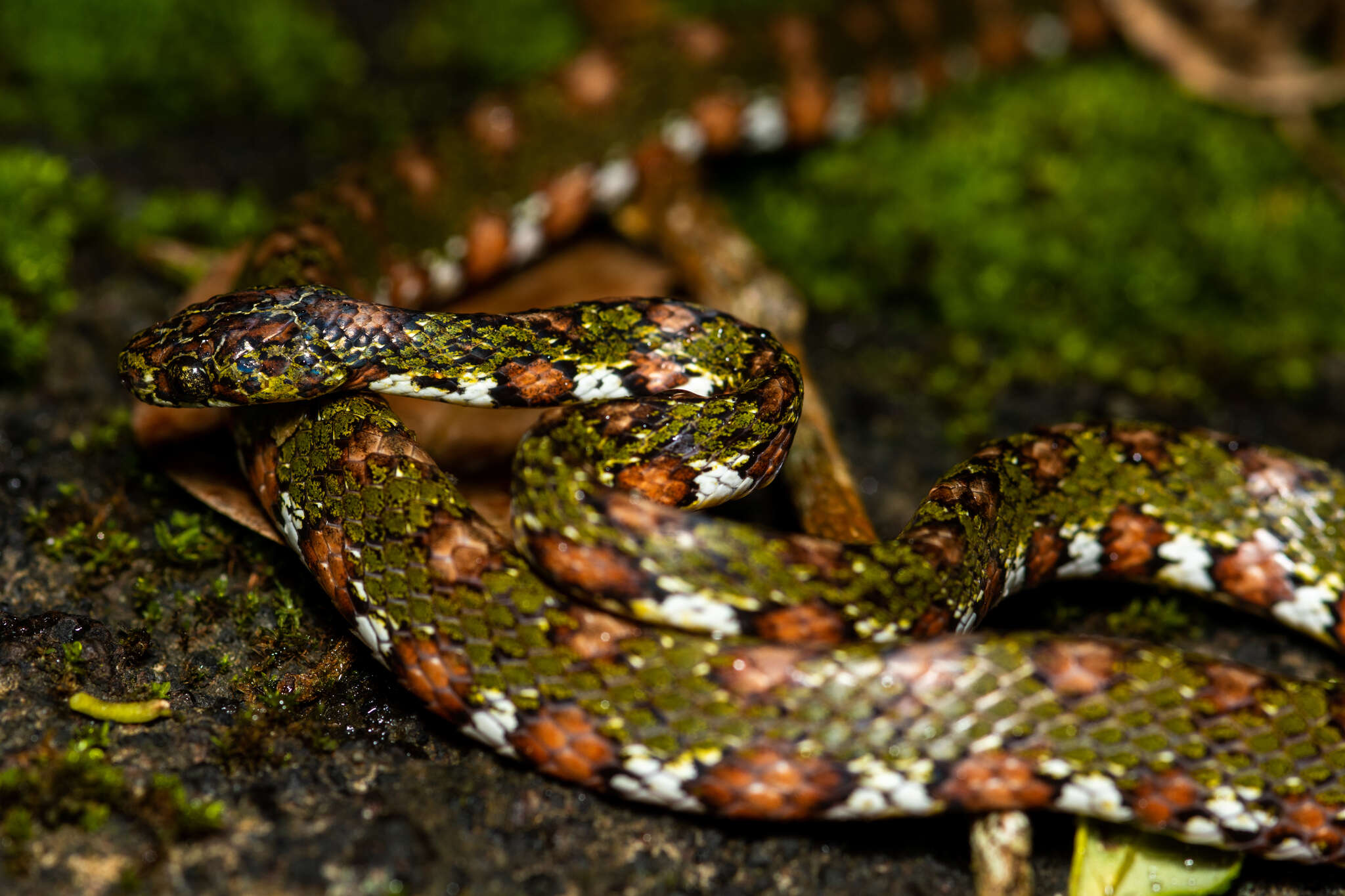 Image of Stejneger's Snail Sucker