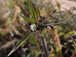 Image of sessile joyweed