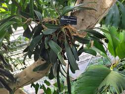 Image of Large Flowered Bulbophyllum