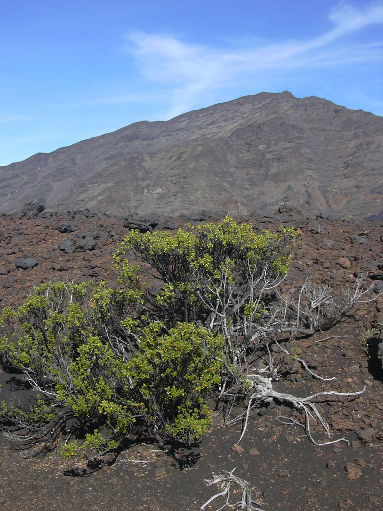 Image of alpine mirrorplant