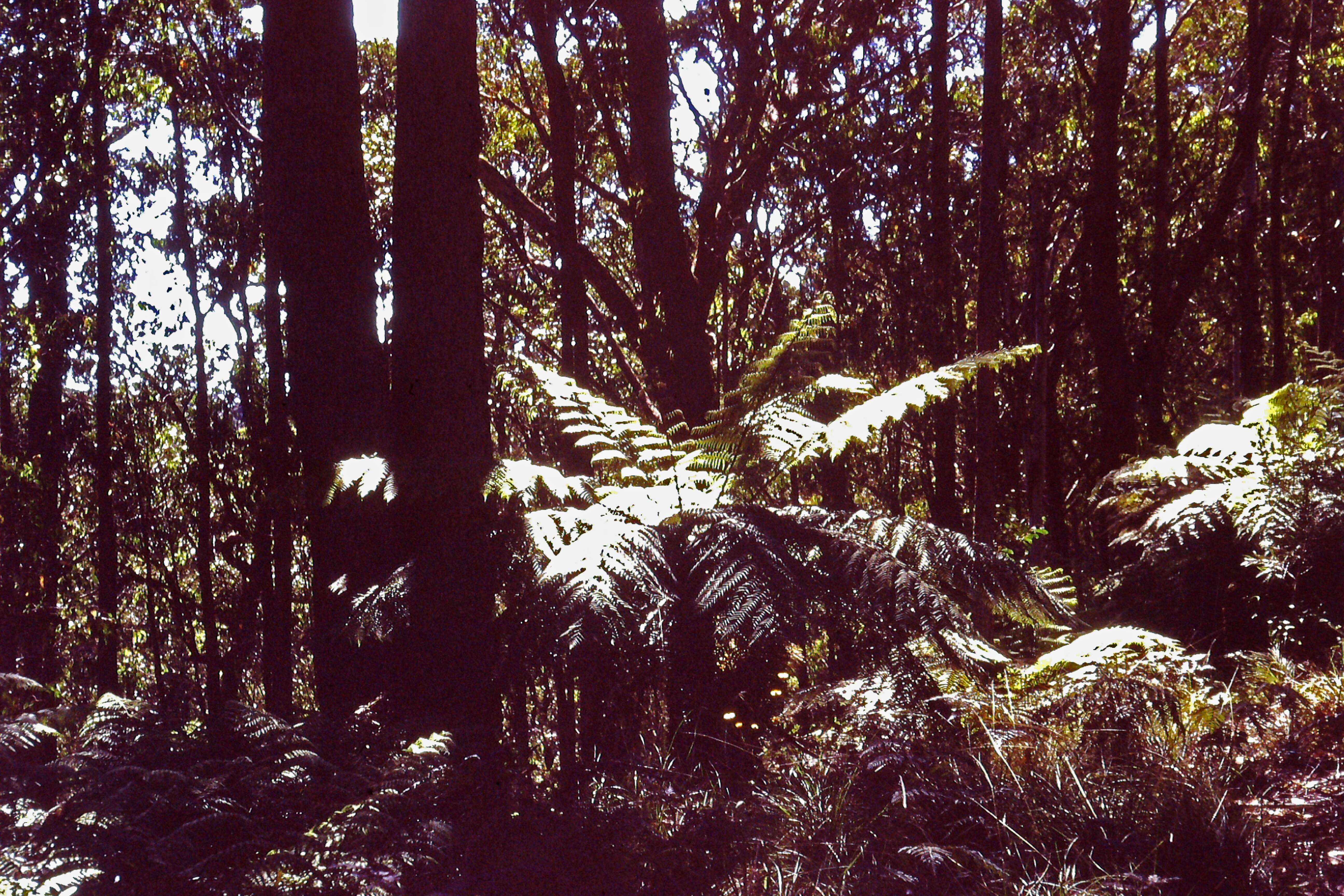 Image of Australian Tree Fern