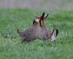 Image of Greater Prairie Chicken