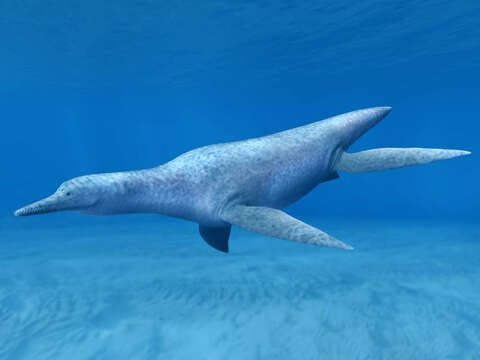 Image of Mauriciosaurus