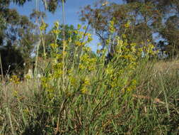 Image of Pimelea curviflora R. Br.