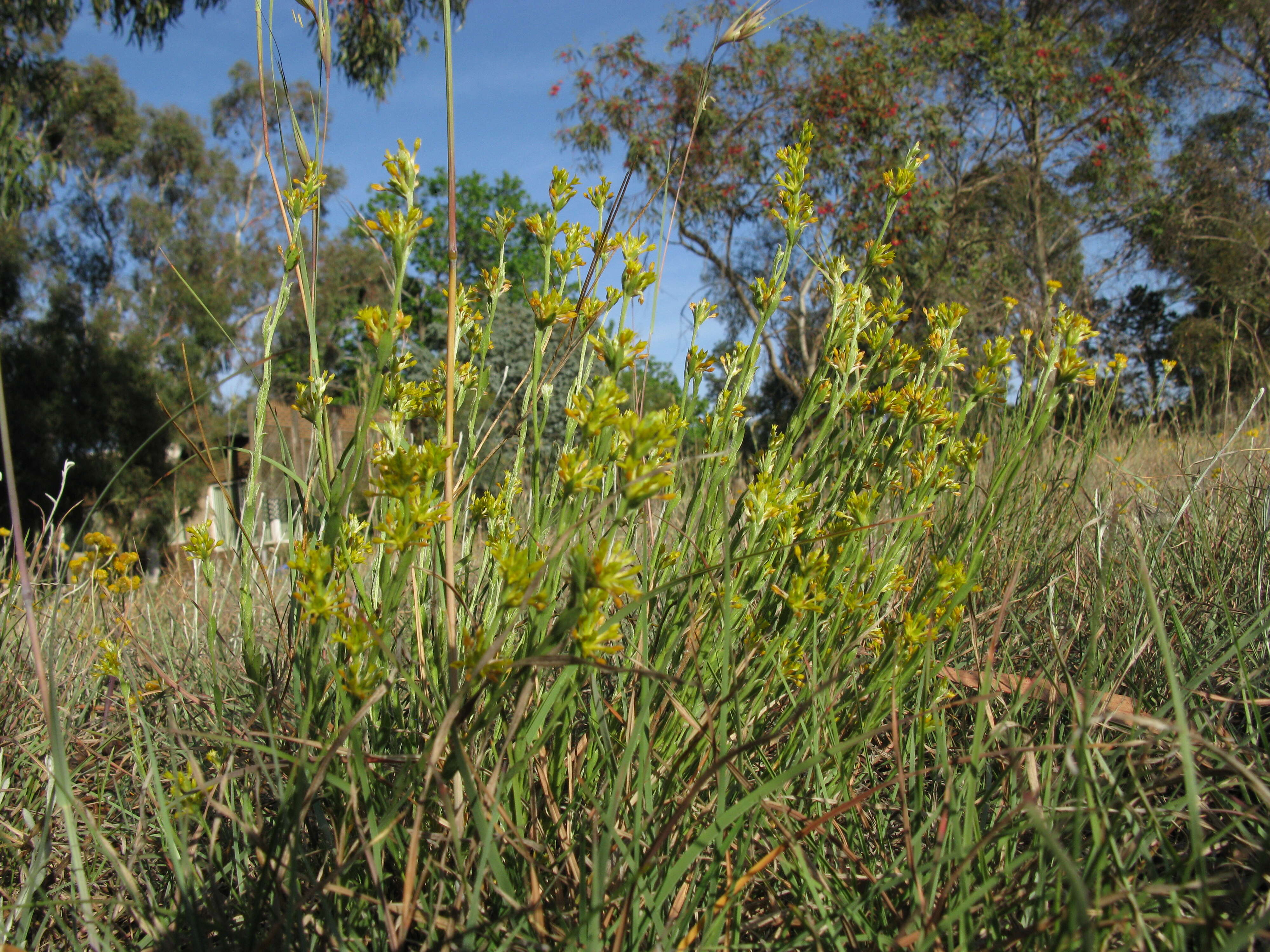 Image of Pimelea curviflora R. Br.