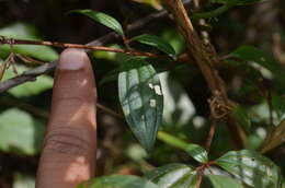 Osbeckia octandra (L.) DC.的圖片