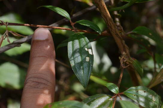 Image of Osbeckia octandra (L.) DC.