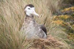 Image of Amsterdam Albatross