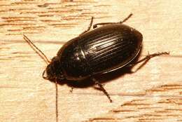 Image of Carabidae