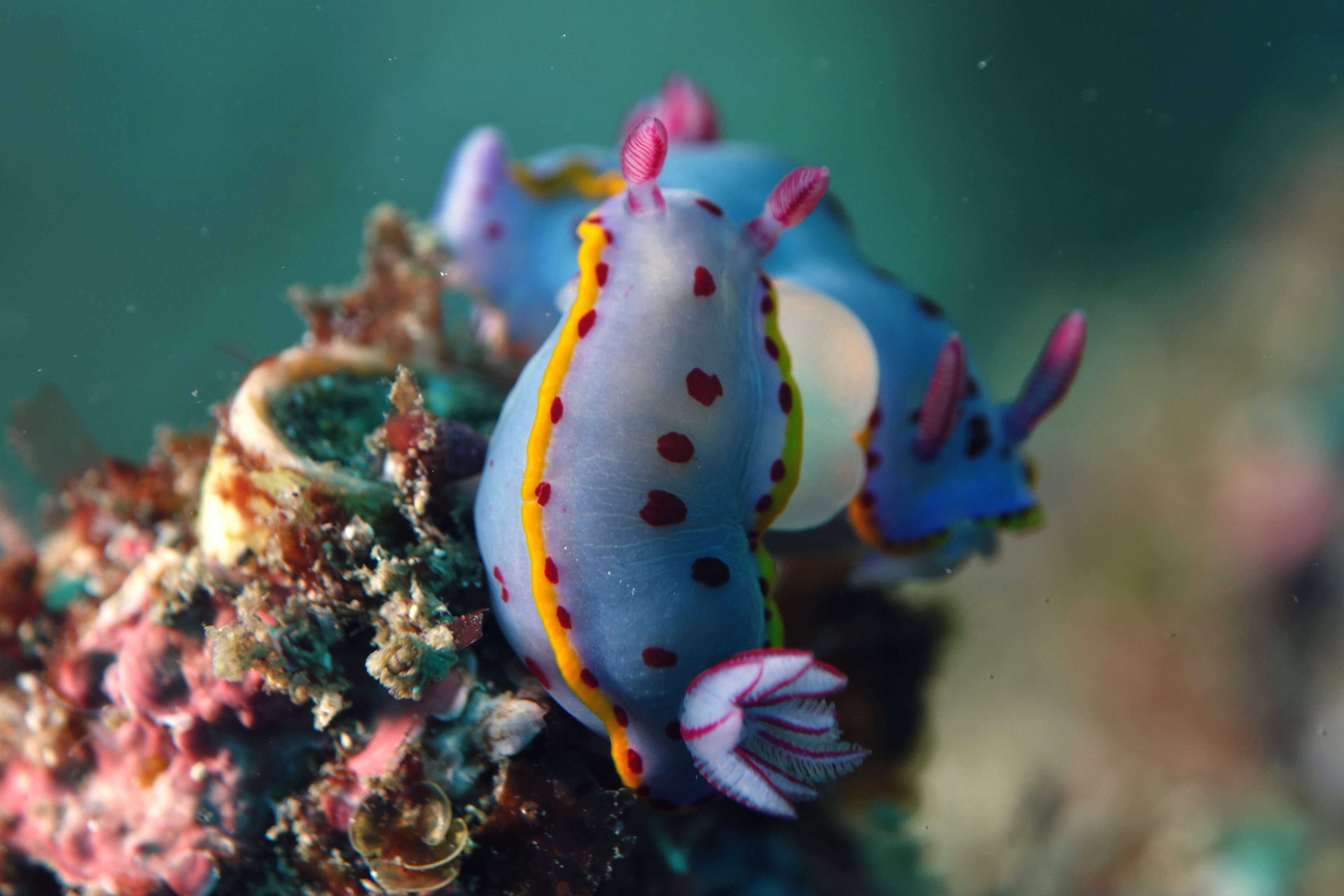 Image of Hypselodoris bennetti (Angas 1864)