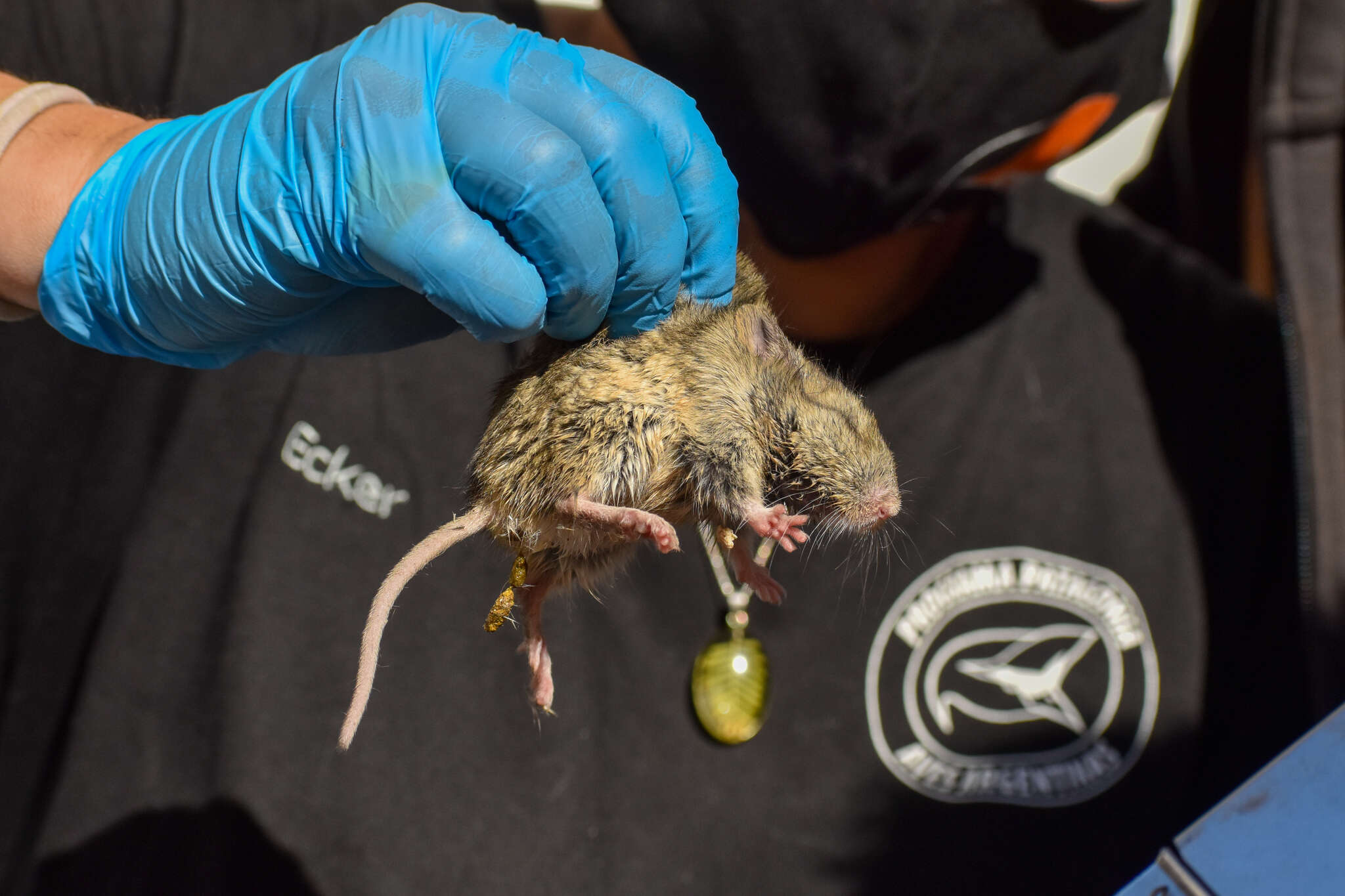 Image of Patagonian Chinchilla Mouse