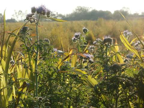 Plancia ëd Phacelia tanacetifolia Benth.