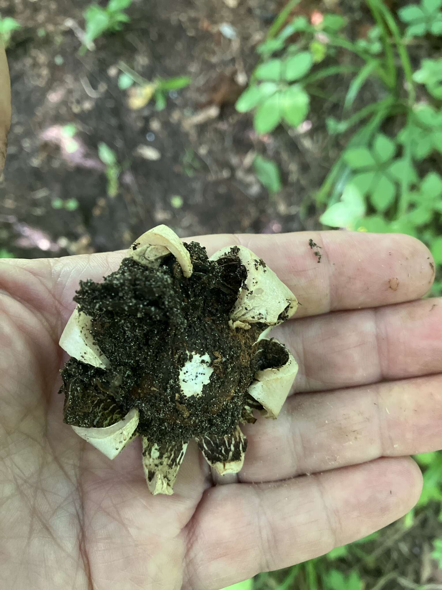 Image of Geastrum saccatum