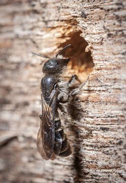 Imagem de Chelostoma florisomne (Linnaeus 1758)