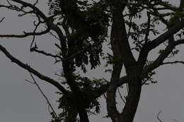 Image of Scissor-tailed Flycatcher