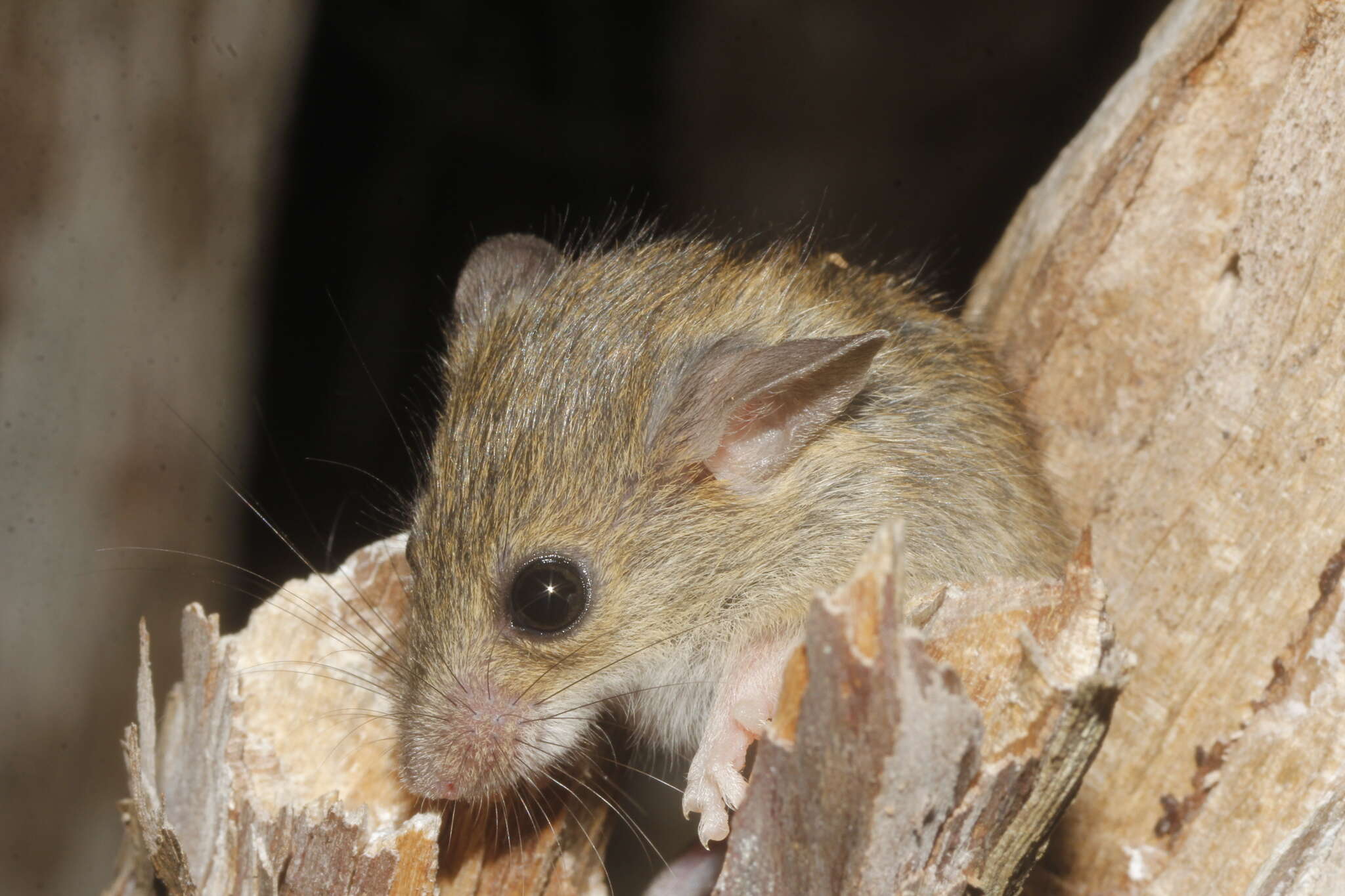 Image of Slender Harvest mouse