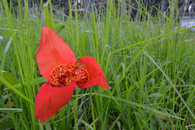 Image of Mexican Shellflower