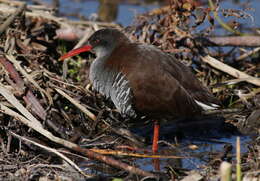 Image of African Rail