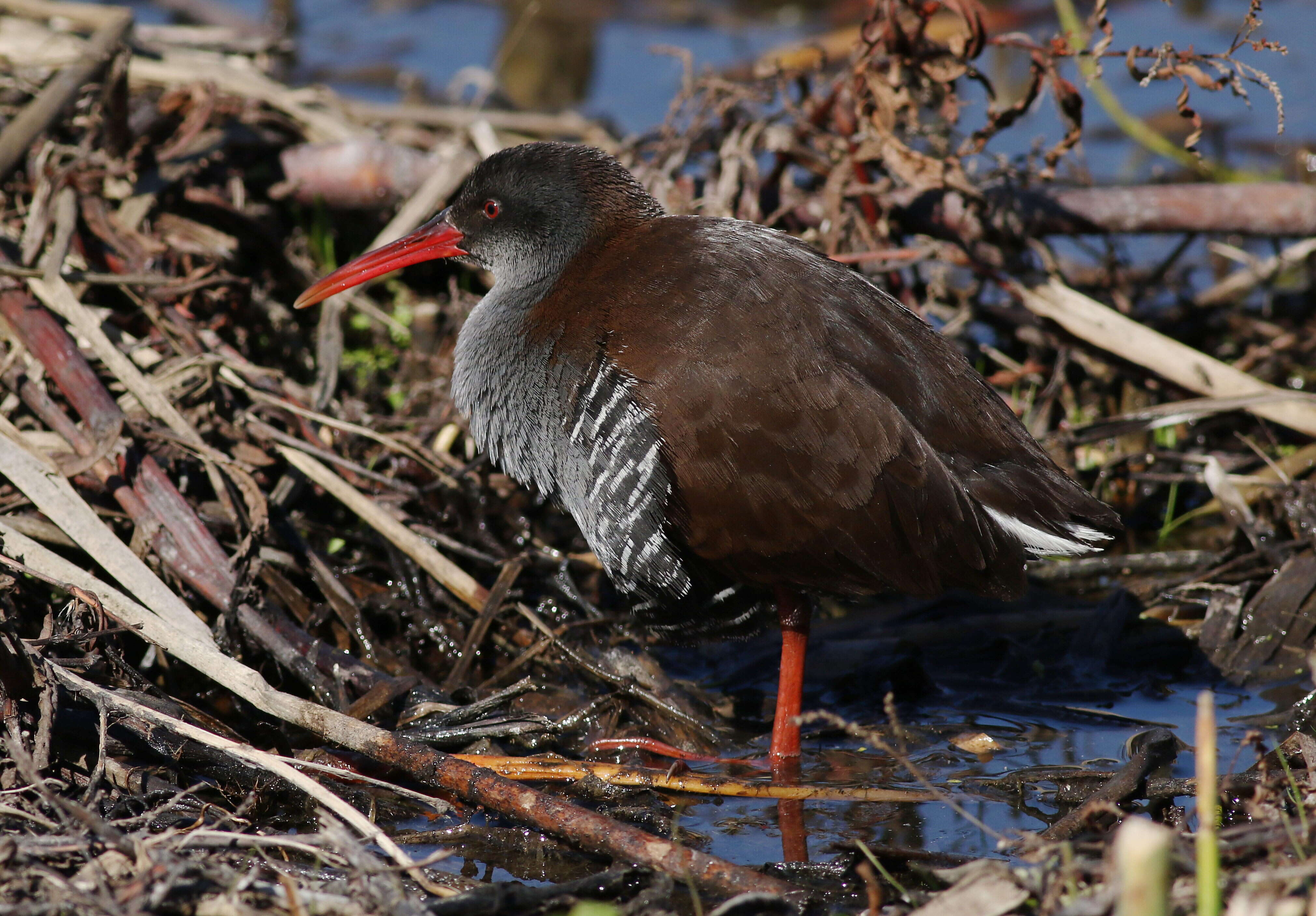 Image of African Rail