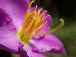 Osbeckia octandra (L.) DC.的圖片