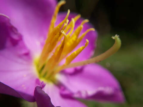 Image of Osbeckia octandra (L.) DC.