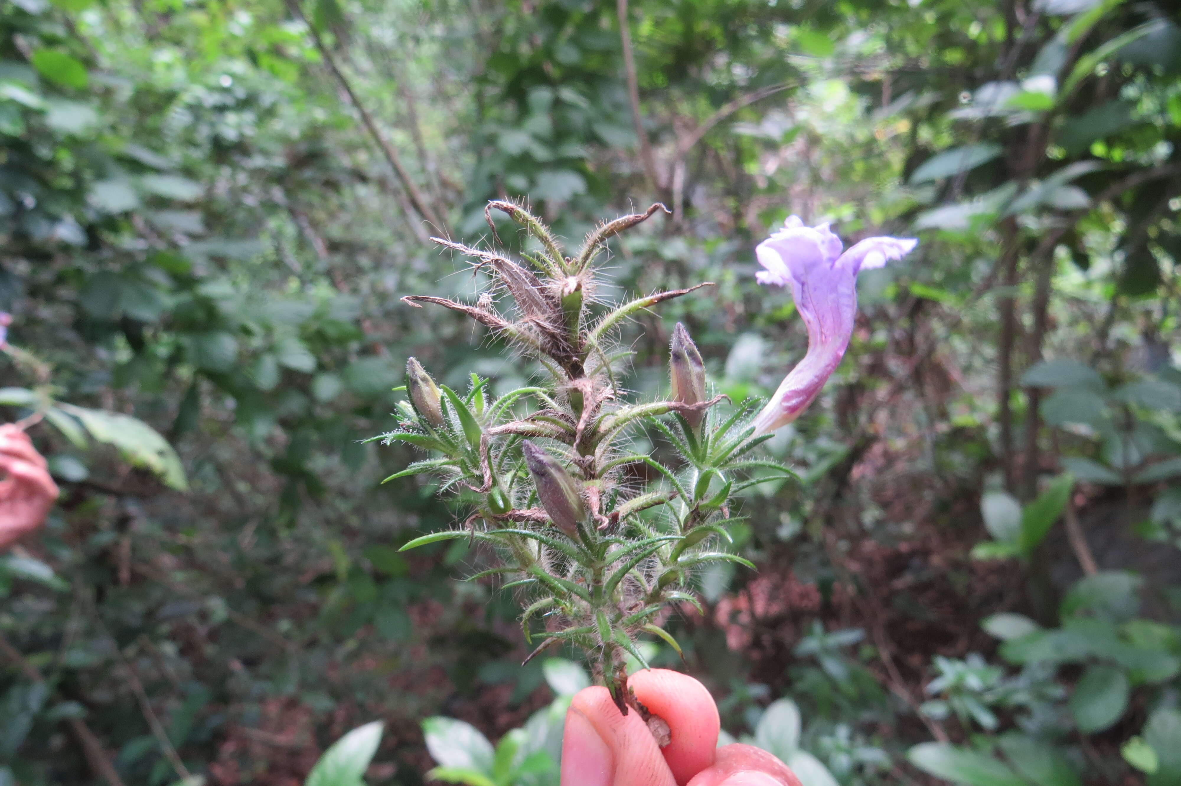 Strobilanthes integrifolius (Dalz.) Kuntze resmi