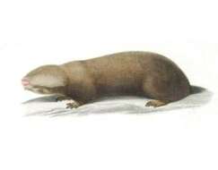 Image of Podolian Mole Rat