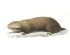 Image of Podolian Mole Rat