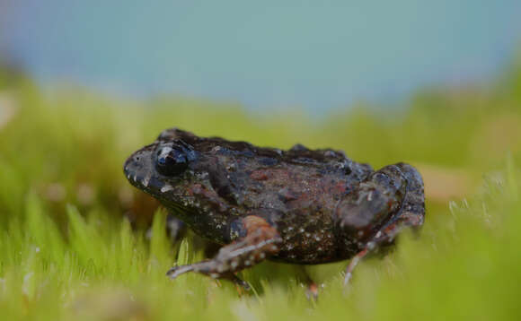 Image of Rough Moss Frog