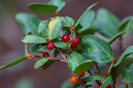 Image of russet buffaloberry