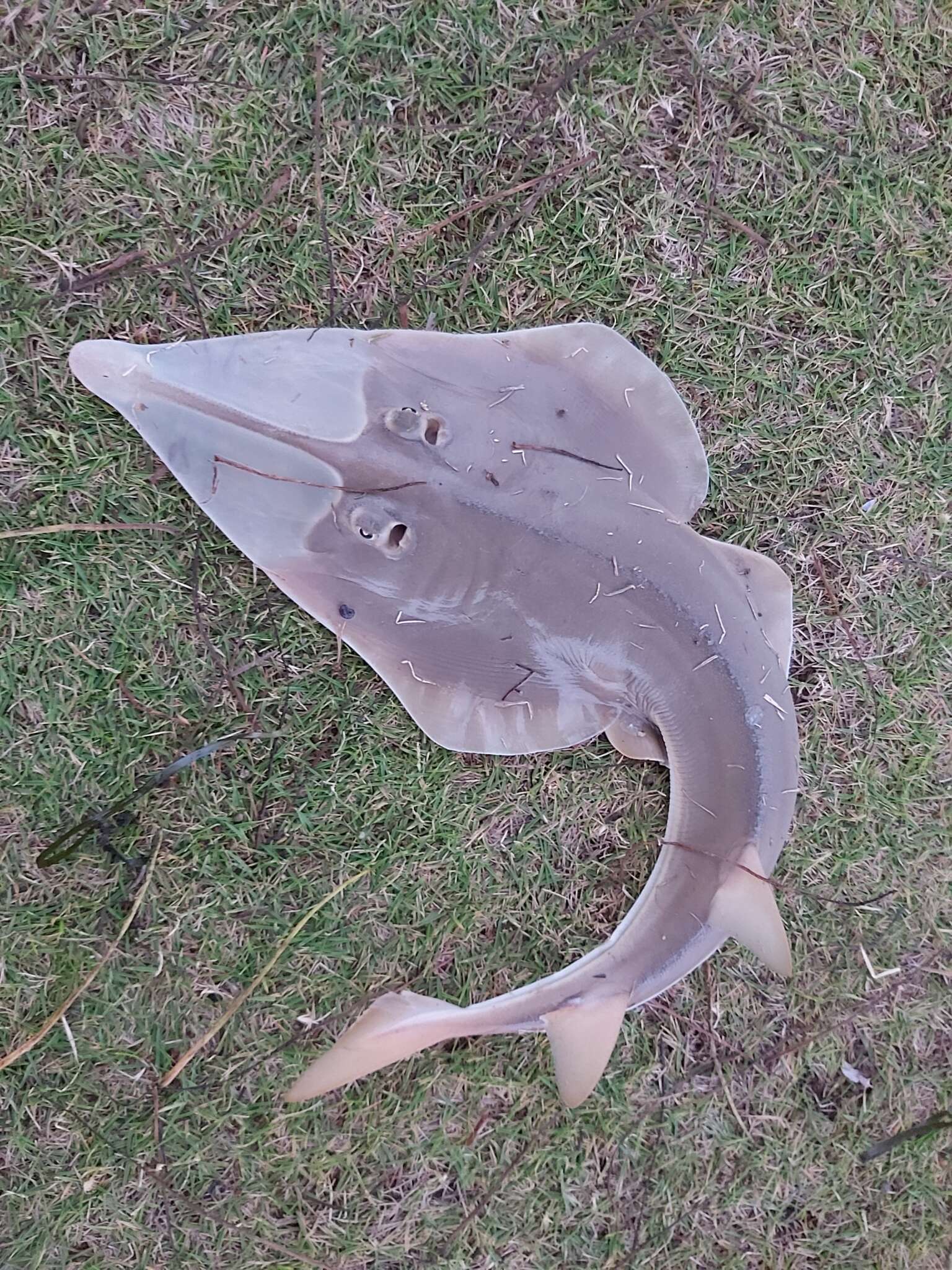 Image of Common Shovelnose Ray