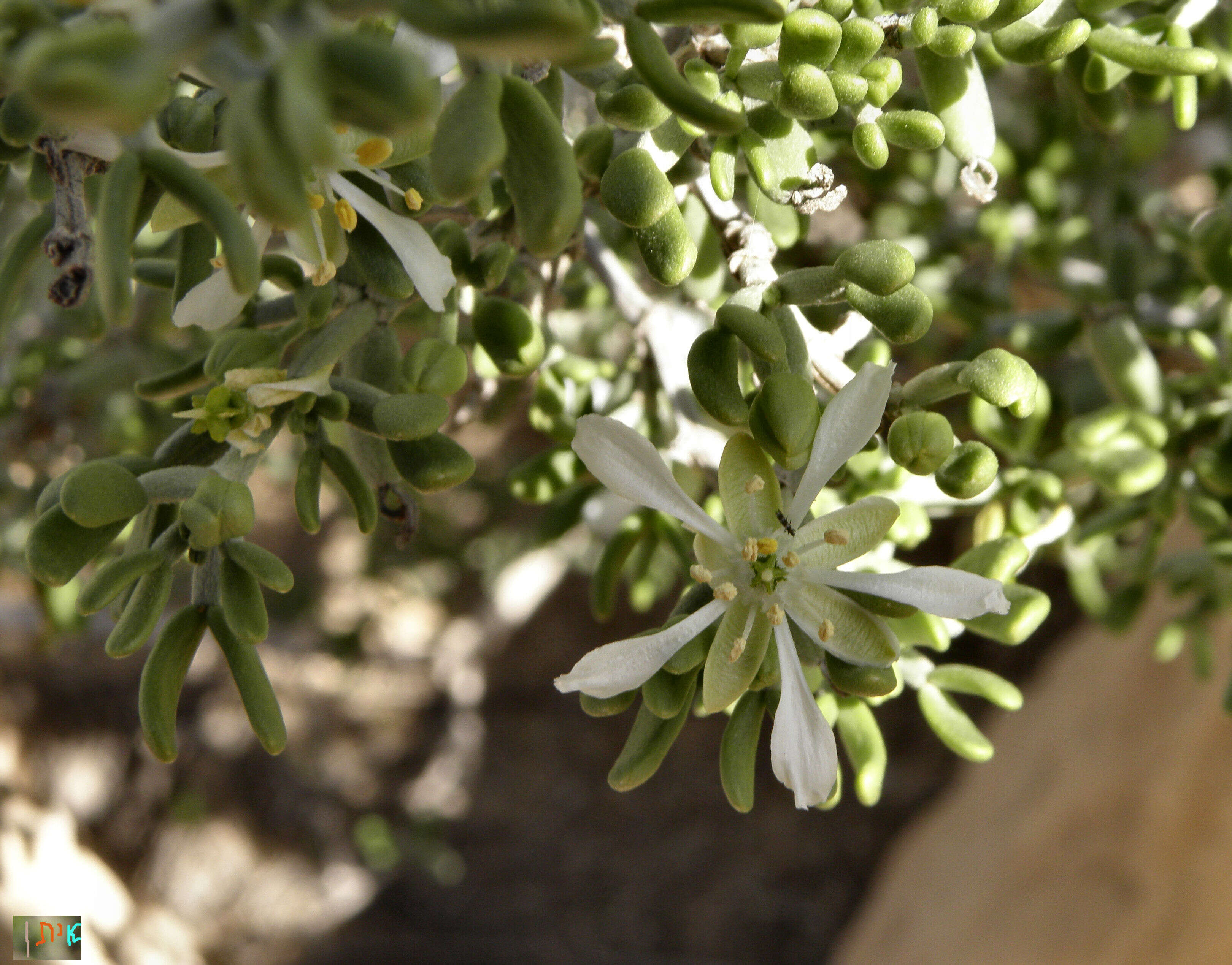 Image of Tetraena dumosa (Boiss.) Beier & Thulin