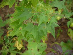 Hibiscus vitifolius L.的圖片