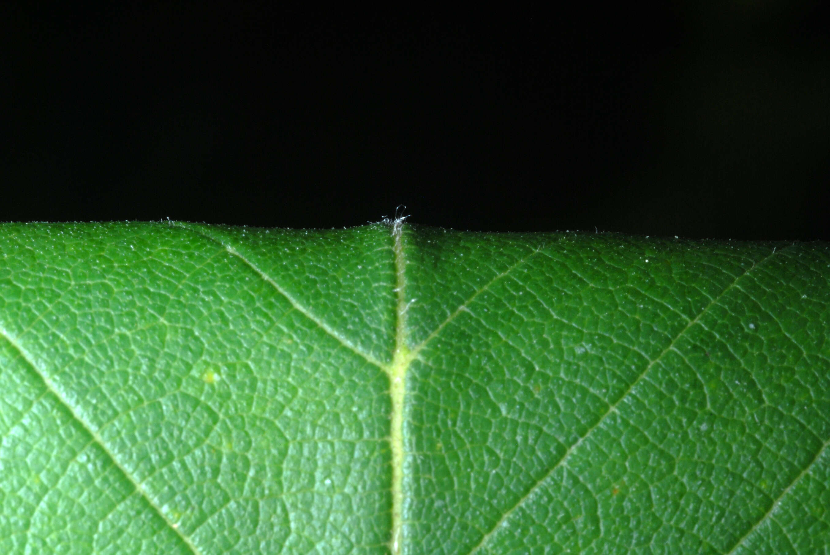 Image of cork elm