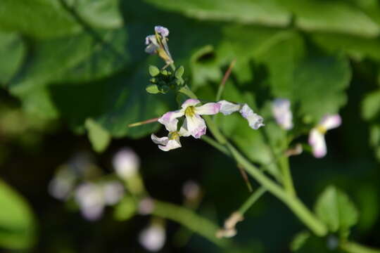 Image of Raphanus sativus var. sativus