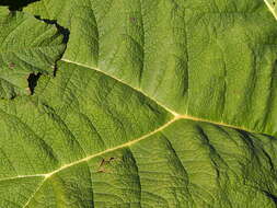 Image of giant rhubarb