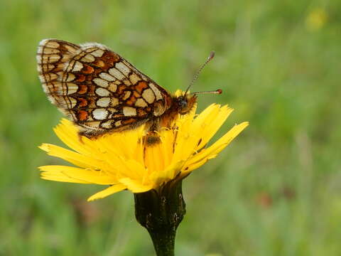 Image of Melitaea aurelia