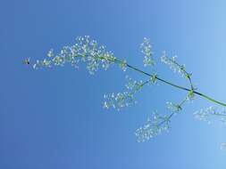 Image of White bedstraw