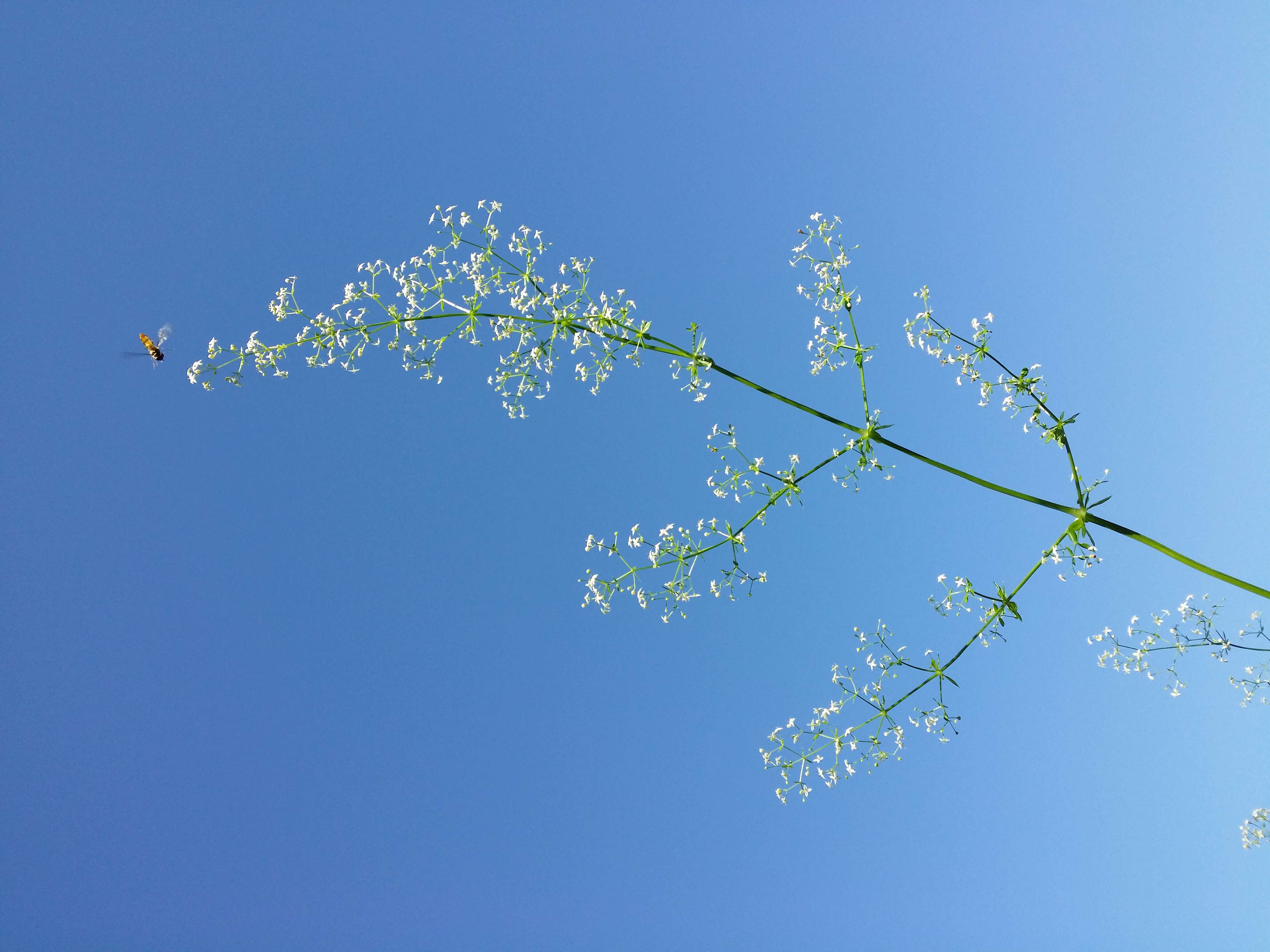 Image of White bedstraw