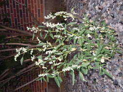 Image of pitseed goosefoot