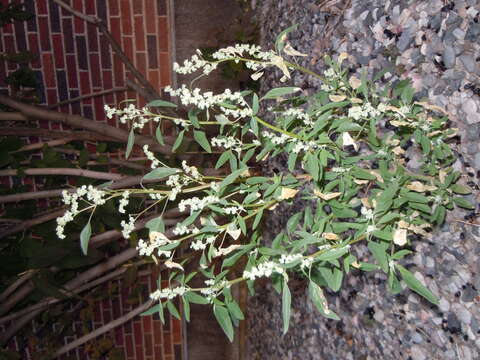 Image of pitseed goosefoot