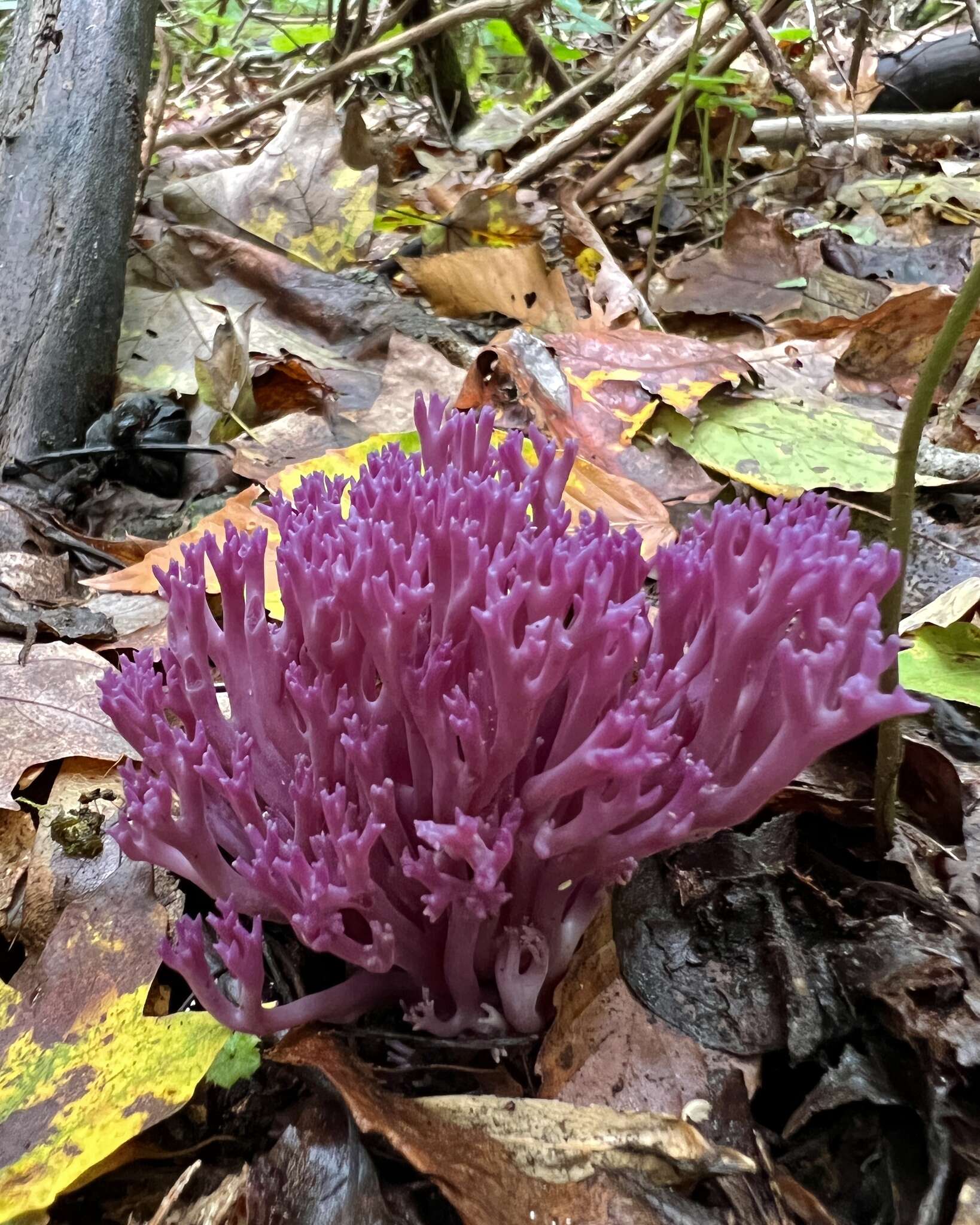 Clavaria zollingeri Lév. 1846 resmi