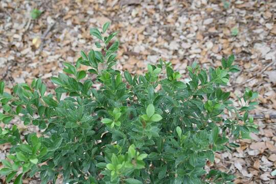 Image of Florida boxwood