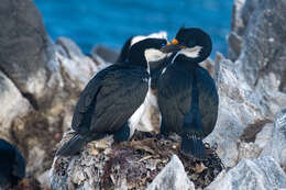 Image of Kerguelen Shag