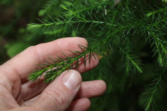 Image of Brush Cypress Pine