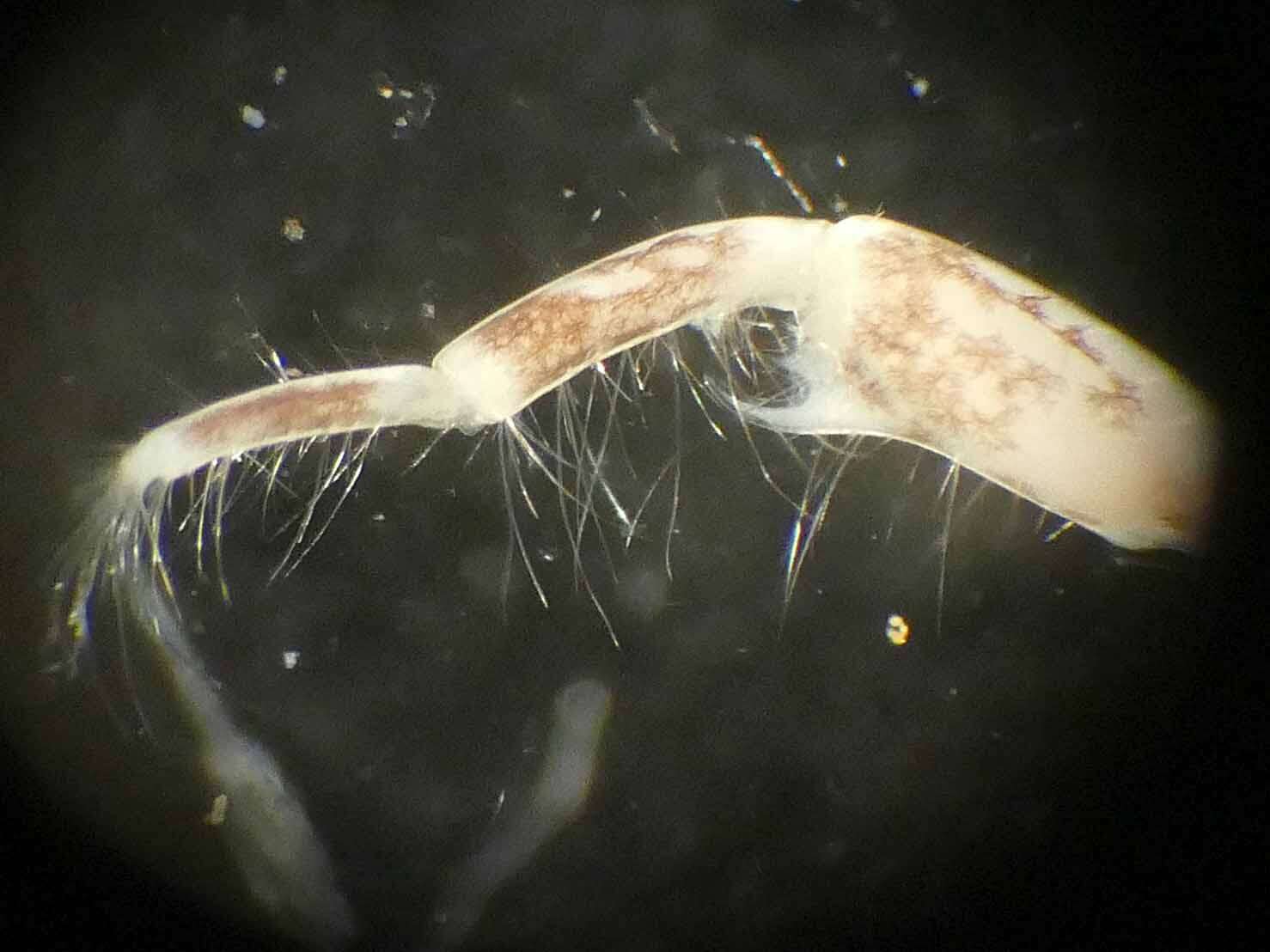 Sivun Chelicorophium curvispinum (G. O. Sars 1895) kuva